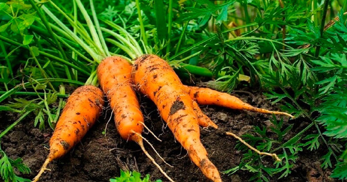 Ровная морковь, секрет выращивания